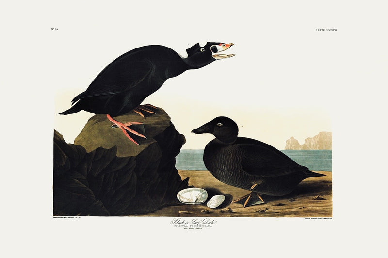 Black or Surf Duck