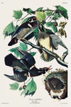 Summer or Wood Duck