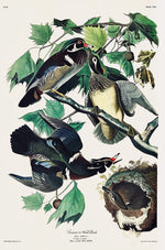 Summer or Wood Duck