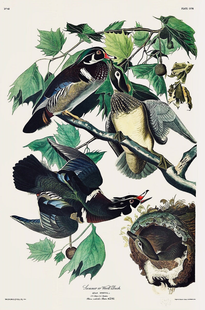 Summer or Wood Duck