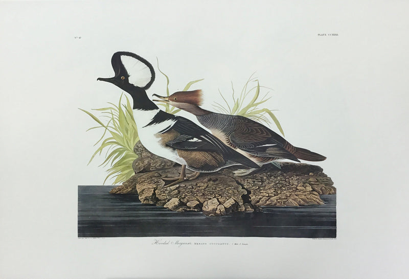Hooded Merganser