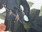 White-headed Pigeon