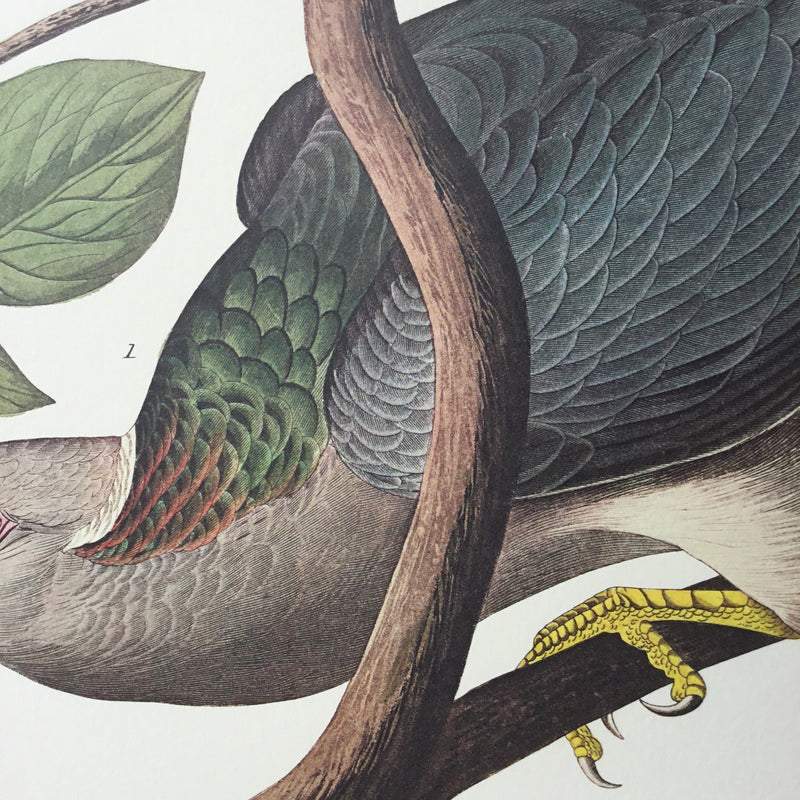 Band-tailed Pigeon