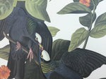 White-headed Pigeon