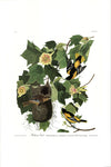 Baltimore Oriole