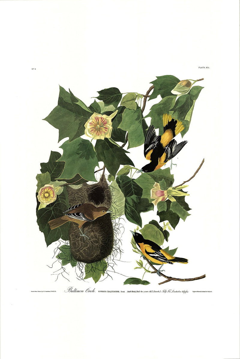 Baltimore Oriole