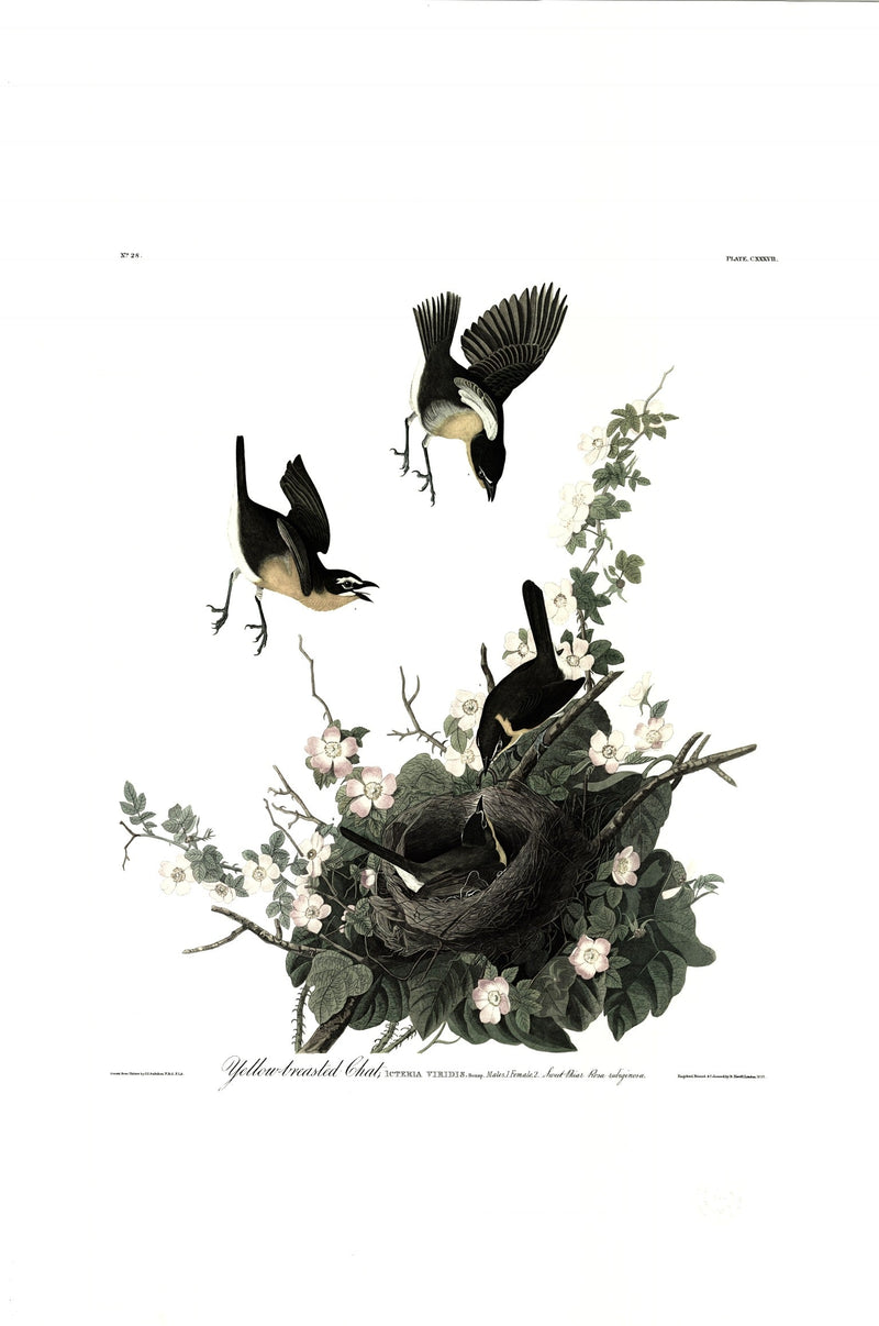 Yellow Breasted Chat