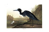 Blue Crane