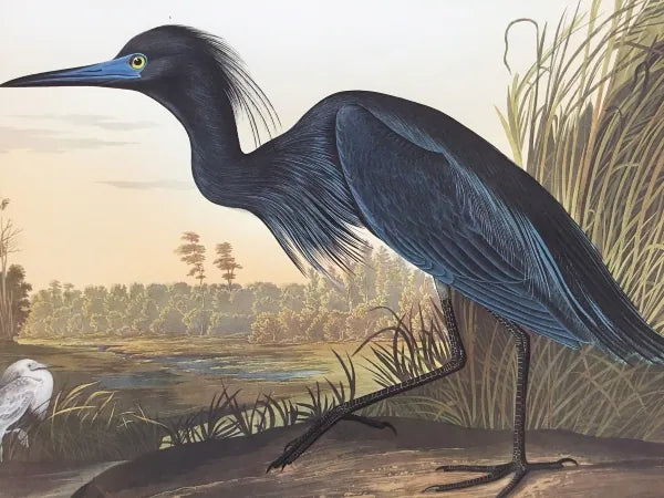 Blue Crane