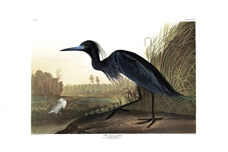 Blue Crane