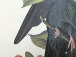 White-headed Pigeon
