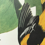 Baltimore Oriole
