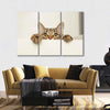 Peeking Young Cat Wall Art