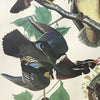 Summer or Wood Duck
