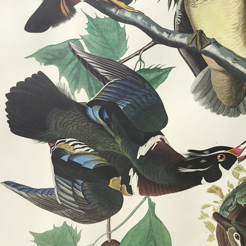 Summer or Wood Duck