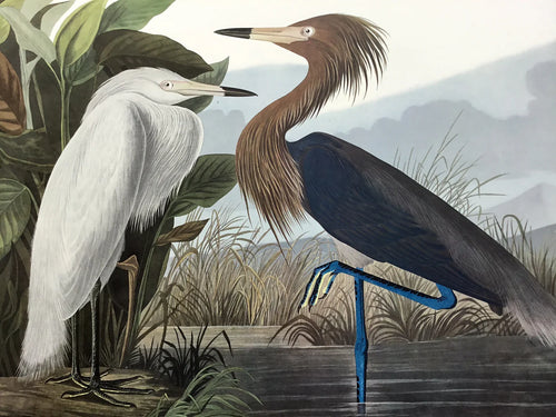 Purple Heron