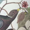 Band-tailed Pigeon