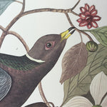Band-tailed Pigeon