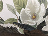 Carolina Turtle Dove
