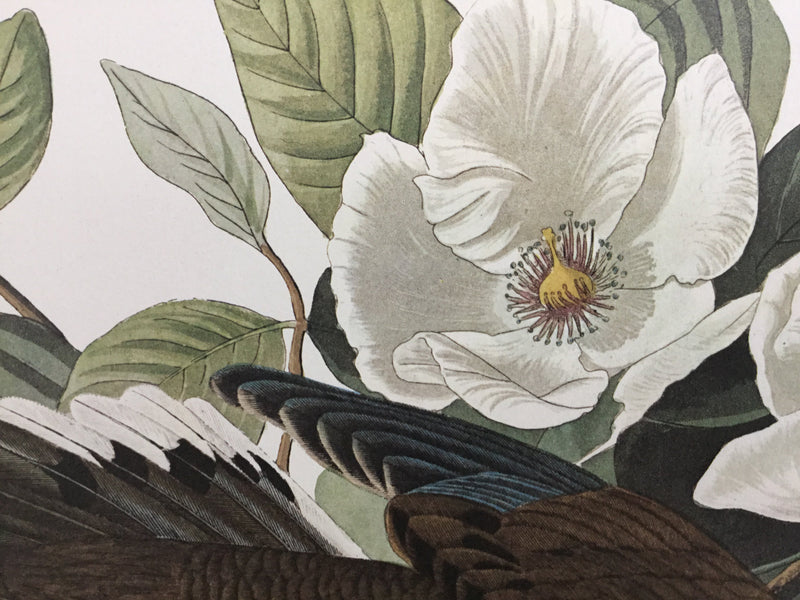 Carolina Turtle Dove