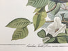 Carolina Turtle Dove