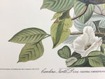 Carolina Turtle Dove