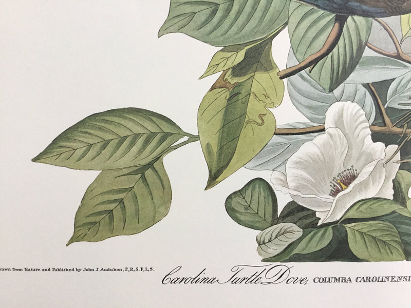 Carolina Turtle Dove