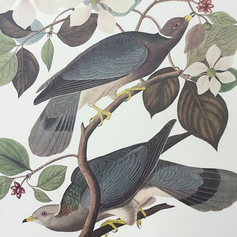 Band-tailed Pigeon
