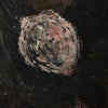 Ballad Rustic Walnut Floater Of La Rosa by Paul Meyer