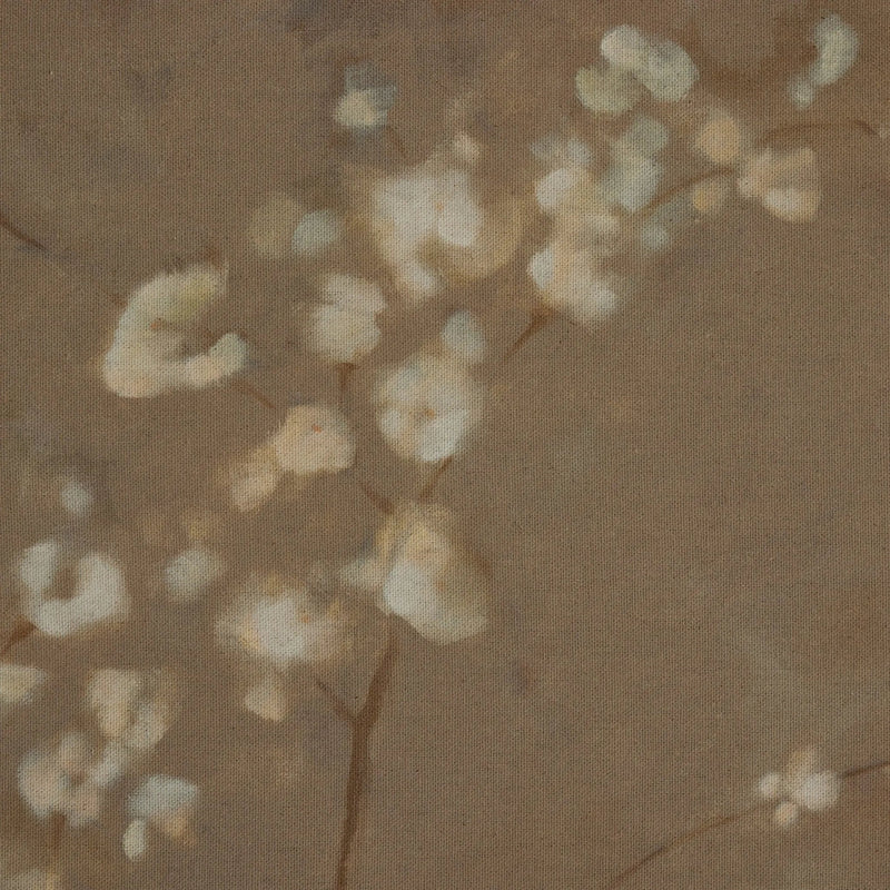Sakura by Jess Engle