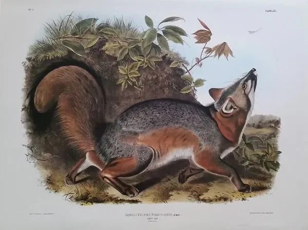 Grey Fox