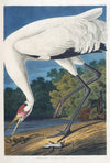 Hooping Crane, 17 1/2 x 26 inches