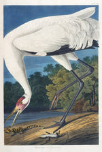 Hooping Crane, 17 1/2 x 26 inches