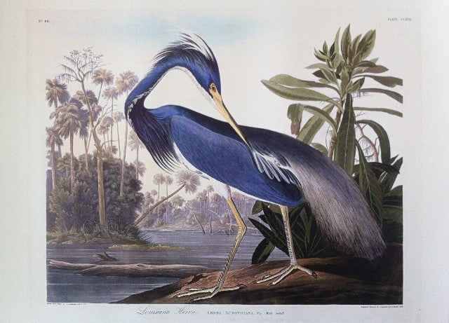 Louisiana Heron, 19 x 23 inches
