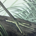 Great Blue Heron, 17 1/2 x 26 inches