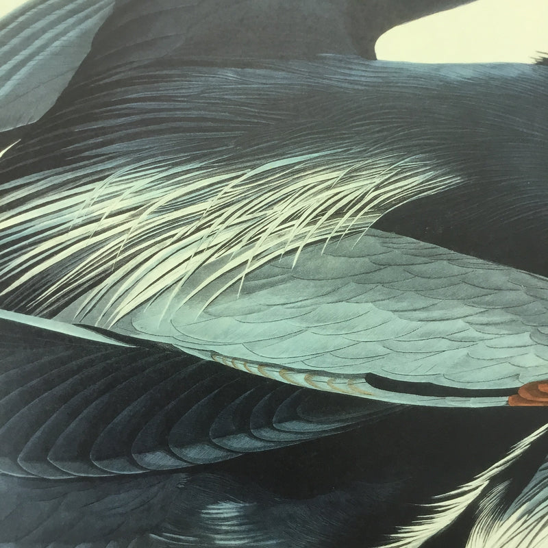 Great Blue Heron, 17 1/2 x 26 inches