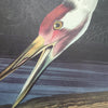 Hooping Crane, 17 1/2 x 26 inches