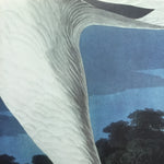 Hooping Crane, 17 1/2 x 26 inches
