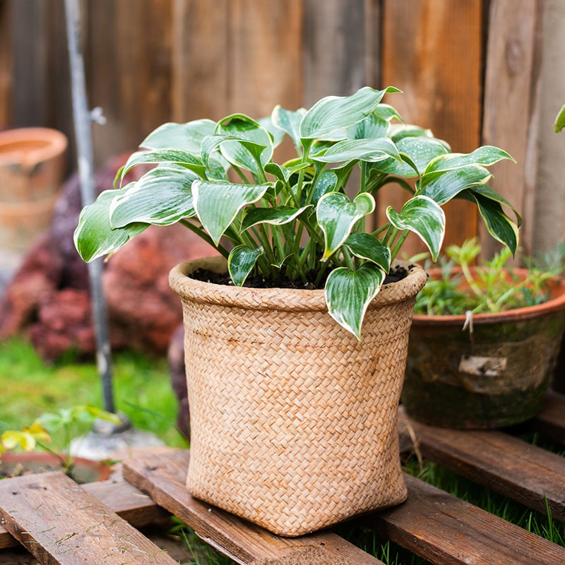 Basket Style Concrete Planter