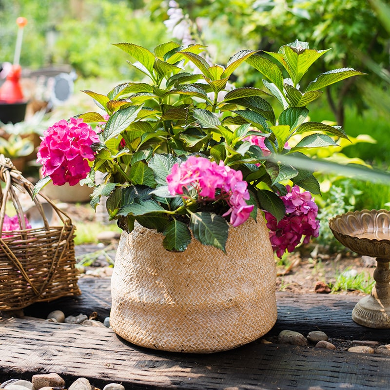 Cement Weaving Pattern Plants Container or Planter