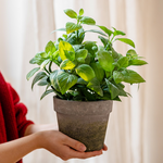 Artificial Potted Plant Mint Plant