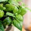 Artificial Potted Plant Mint Plant