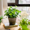 Artificial Potted Plant Mint Plant
