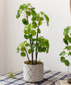 Artificial Potted Pilea Plant 26" Tall