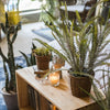 Artificial Faux Plant Polypodium Fern In Pot