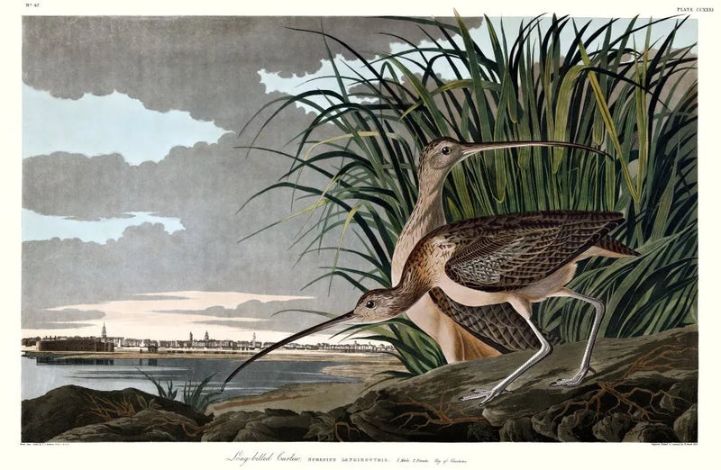 Long-billed Curlew