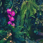 Jungle Wallpaper, Forest Greenery Botanical Wall Mural. #6741