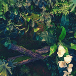 Jungle Wallpaper, Forest Greenery Botanical Wall Mural. #6741