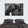 Melancholic French Bulldog Wall Art