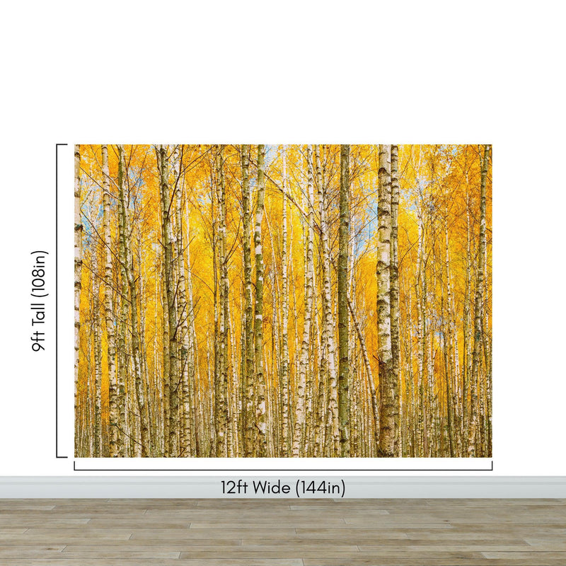 Autumn Scenic Birch Tree Forest Wall Mural | Peel and Stick Wallpaper. #6202